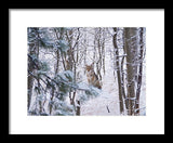Coyote In The Aspens - Framed Print-Lake Tahoe Prints