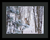 Coyote In The Aspens - Framed Print-Lake Tahoe Prints
