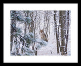 Coyote In The Aspens - Framed Print-Lake Tahoe Prints