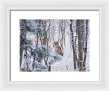 Coyote In The Aspens - Framed Print-Lake Tahoe Prints