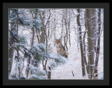 Coyote In The Aspens - Framed Print-Lake Tahoe Prints