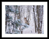 Coyote In The Aspens - Framed Print-Lake Tahoe Prints