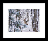 Coyote In The Aspens - Framed Print-Lake Tahoe Prints