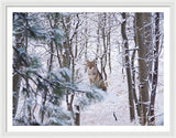 Coyote In The Aspens - Framed Print-Lake Tahoe Prints