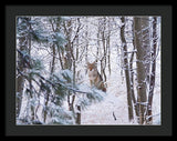 Coyote In The Aspens - Framed Print-Lake Tahoe Prints