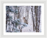 Coyote In The Aspens - Framed Print-Lake Tahoe Prints