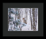 Coyote In The Aspens - Framed Print-Lake Tahoe Prints