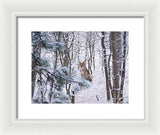 Coyote In The Aspens - Framed Print-Lake Tahoe Prints