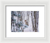 Coyote In The Aspens - Framed Print-Lake Tahoe Prints