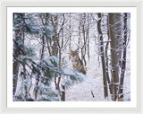 Coyote In The Aspens - Framed Print-Lake Tahoe Prints