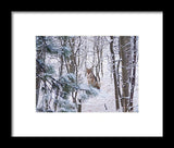 Coyote In The Aspens - Framed Print-Lake Tahoe Prints