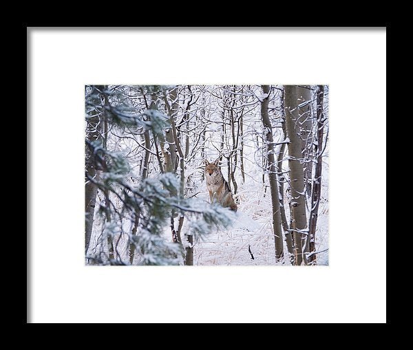 Coyote In The Aspens - Framed Print-Lake Tahoe Prints