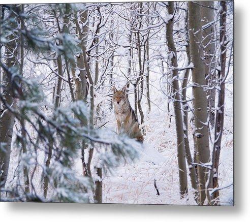 Coyote In The Aspens - Metal Print-Lake Tahoe Prints