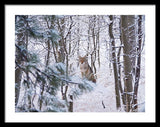 Coyote In The Aspens - Framed Print-Lake Tahoe Prints