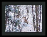 Coyote In The Aspens - Framed Print-Lake Tahoe Prints