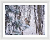 Coyote In The Aspens - Framed Print-Lake Tahoe Prints