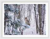 Coyote In The Aspens - Framed Print-Lake Tahoe Prints