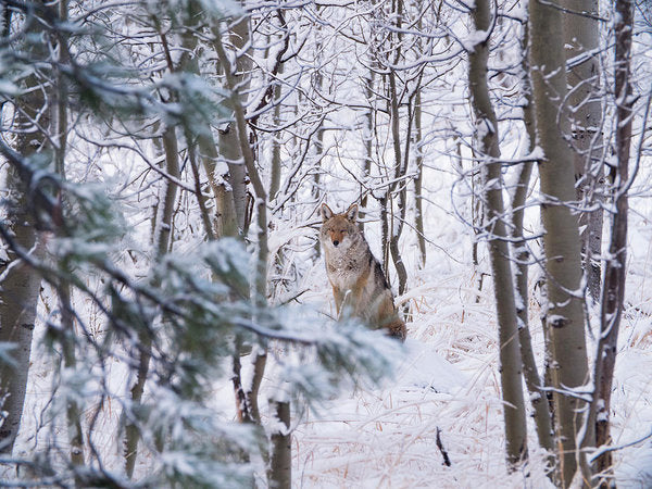 Coyote In The Aspens - Art Print-Lake Tahoe Prints