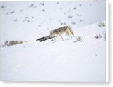 Coyote In Yellowstone - Canvas Print-Lake Tahoe Prints