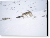 Coyote In Yellowstone - Canvas Print-Lake Tahoe Prints