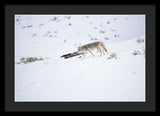 Coyote In Yellowstone - Framed Print-Lake Tahoe Prints