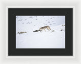 Coyote In Yellowstone - Framed Print-Lake Tahoe Prints