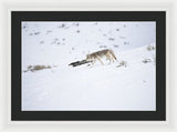 Coyote In Yellowstone - Framed Print-Lake Tahoe Prints