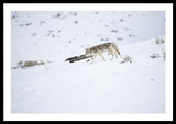 Coyote In Yellowstone - Framed Print-Lake Tahoe Prints