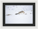 Coyote In Yellowstone - Framed Print-Lake Tahoe Prints