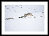 Coyote In Yellowstone - Framed Print-Lake Tahoe Prints