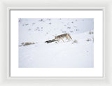 Coyote In Yellowstone - Framed Print-Lake Tahoe Prints