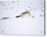 Coyote In Yellowstone - Acrylic Print-Lake Tahoe Prints