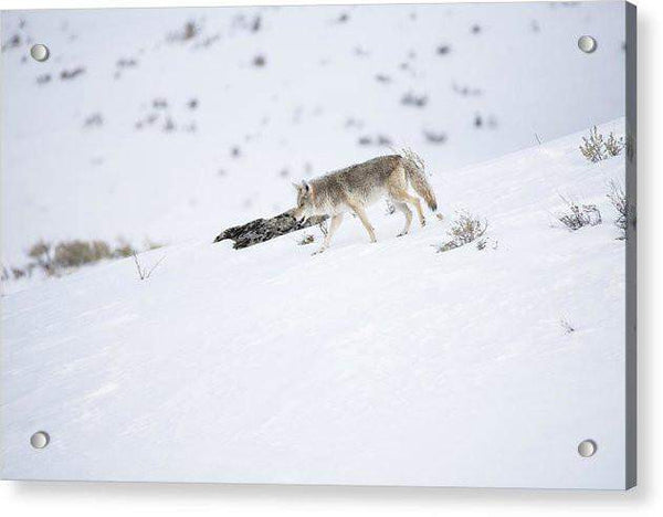 Coyote In Yellowstone - Acrylic Print-Lake Tahoe Prints