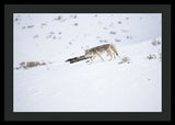 Coyote In Yellowstone - Framed Print-Lake Tahoe Prints