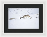 Coyote In Yellowstone - Framed Print-Lake Tahoe Prints
