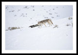 Coyote In Yellowstone - Framed Print-Lake Tahoe Prints