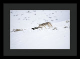 Coyote In Yellowstone - Framed Print-Lake Tahoe Prints