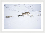 Coyote In Yellowstone - Framed Print-Lake Tahoe Prints