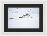 Coyote In Yellowstone - Framed Print-Lake Tahoe Prints