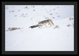 Coyote In Yellowstone - Framed Print-Lake Tahoe Prints