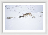 Coyote In Yellowstone - Framed Print-Lake Tahoe Prints
