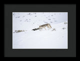 Coyote In Yellowstone - Framed Print-Lake Tahoe Prints