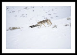 Coyote In Yellowstone - Framed Print-Lake Tahoe Prints