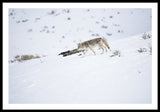 Coyote In Yellowstone - Framed Print-Lake Tahoe Prints