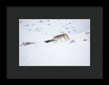 Coyote In Yellowstone - Framed Print-Lake Tahoe Prints