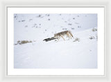 Coyote In Yellowstone - Framed Print-Lake Tahoe Prints