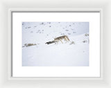 Coyote In Yellowstone - Framed Print-Lake Tahoe Prints