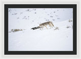Coyote In Yellowstone - Framed Print-Lake Tahoe Prints