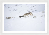 Coyote In Yellowstone - Framed Print-Lake Tahoe Prints
