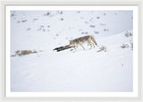 Coyote In Yellowstone - Framed Print-Lake Tahoe Prints